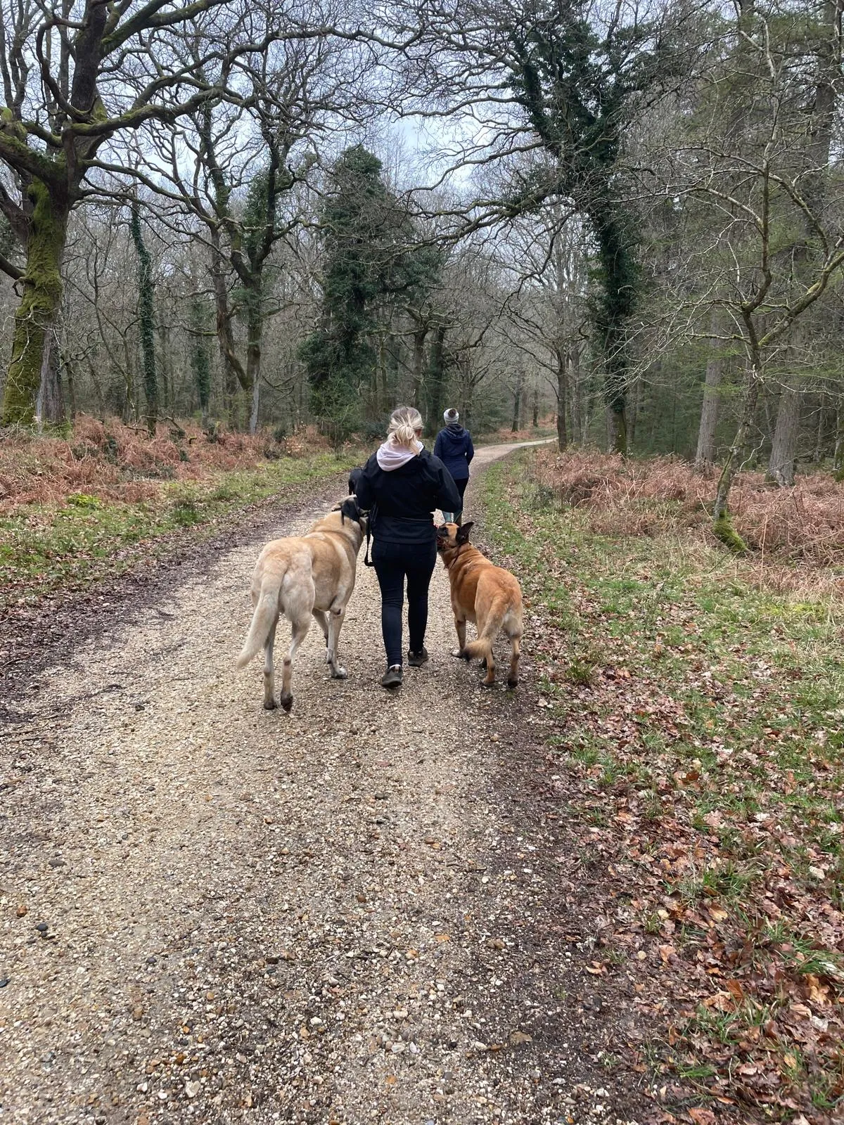 1:1 dog training session with off-lead engagement in the New Forest