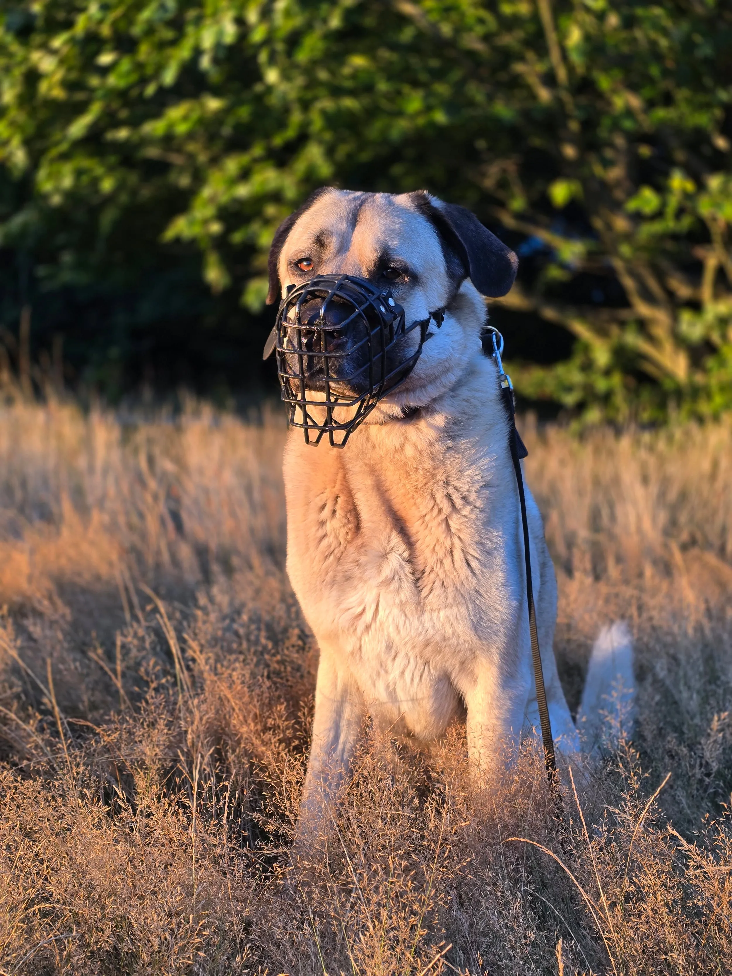 Aslan the Kangal on a walk