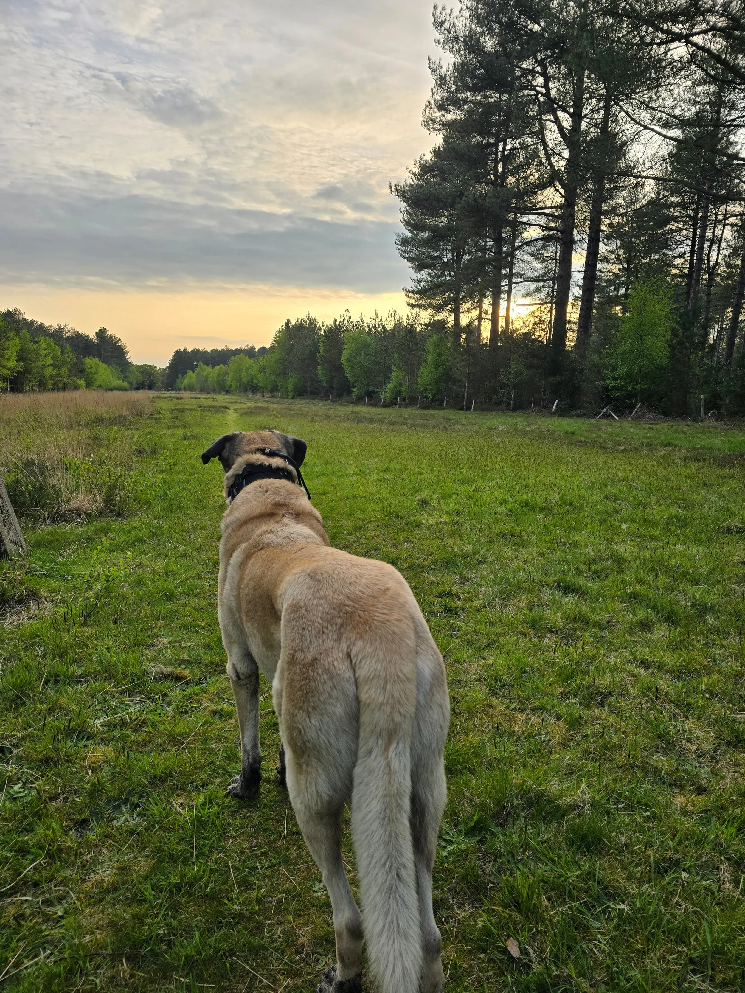Aslan walking through a beautiful field at sunset