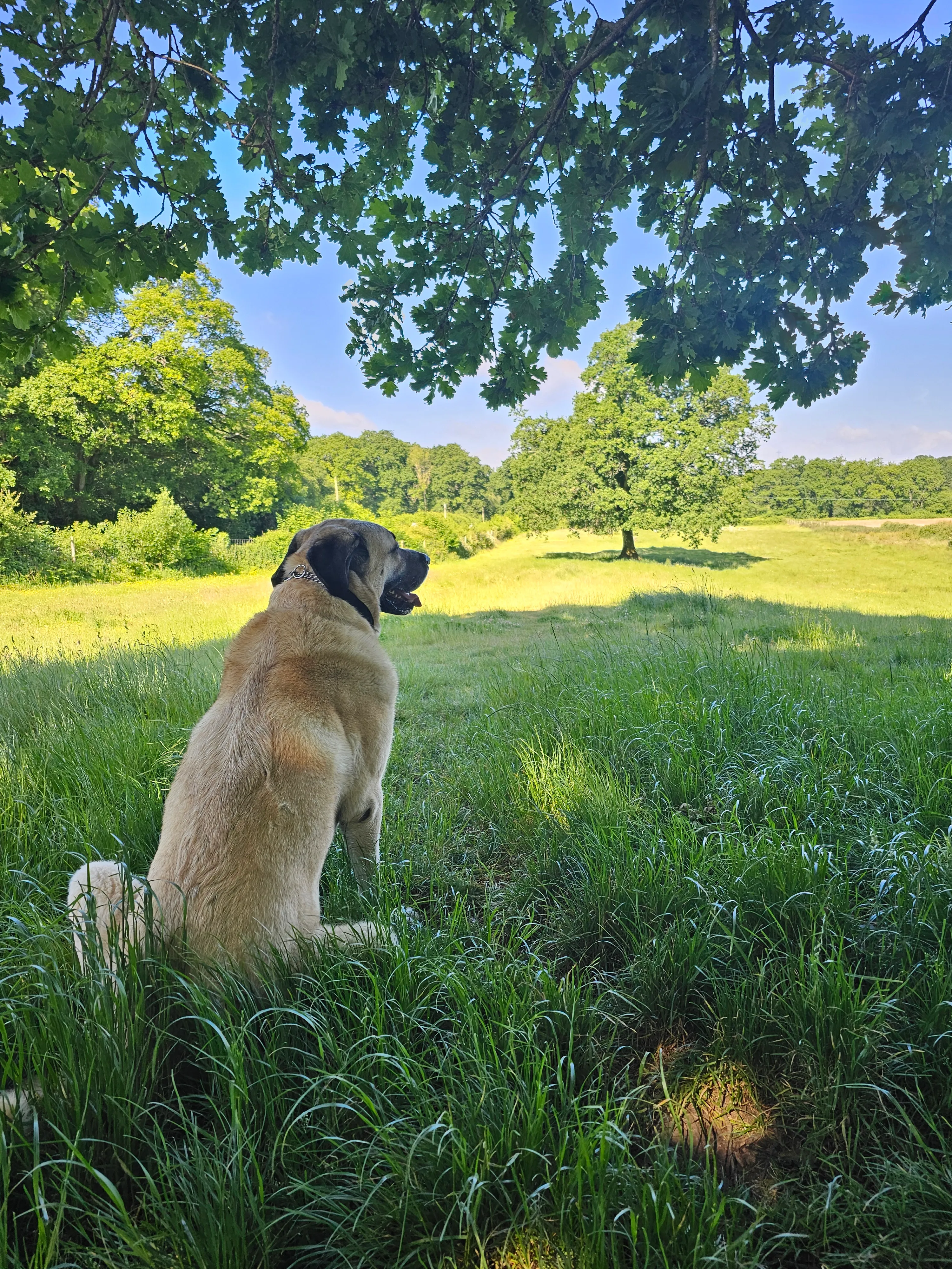 Aslan at Hayters Field