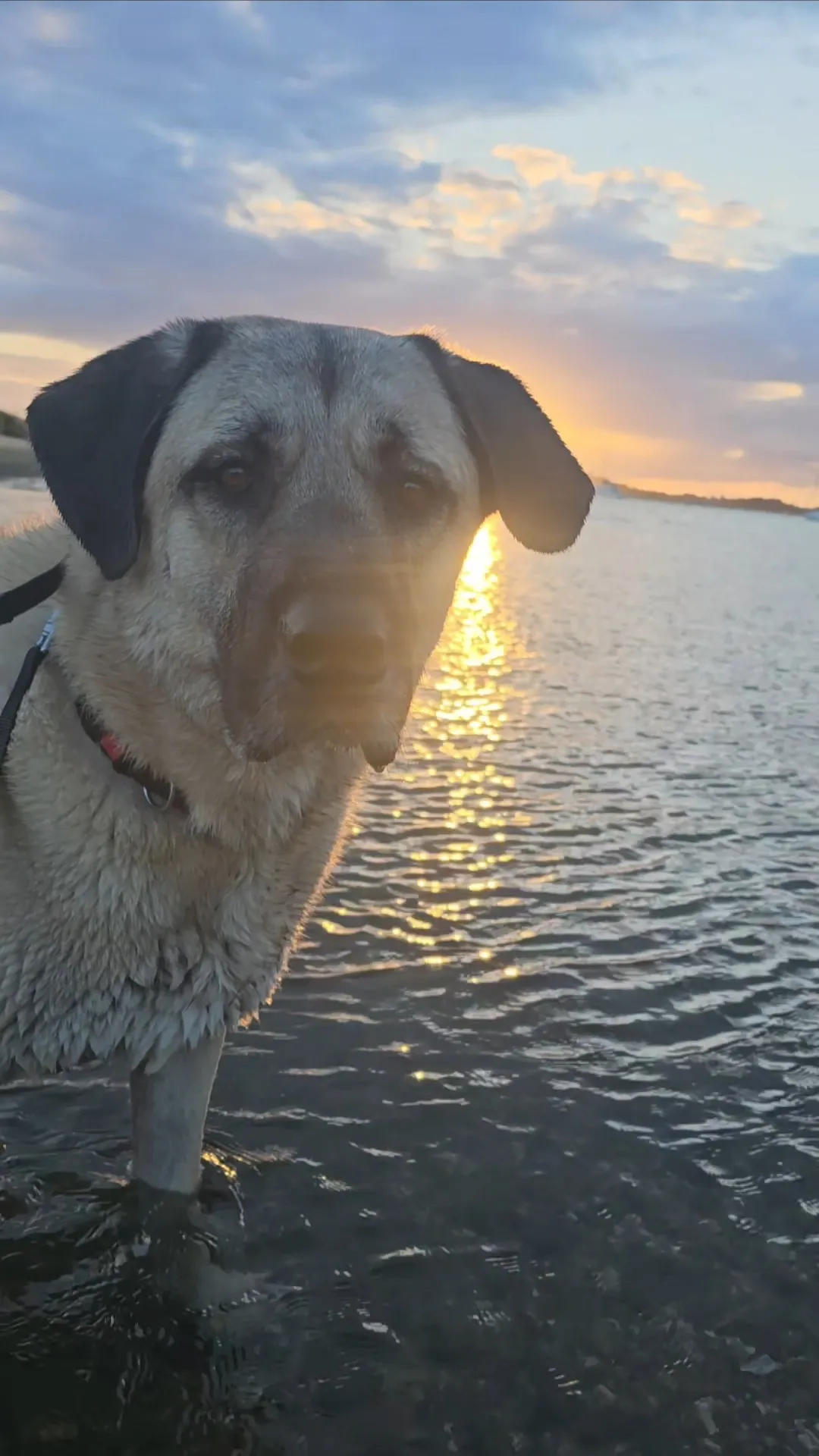 Aslan at sunset on Hengistbury Head