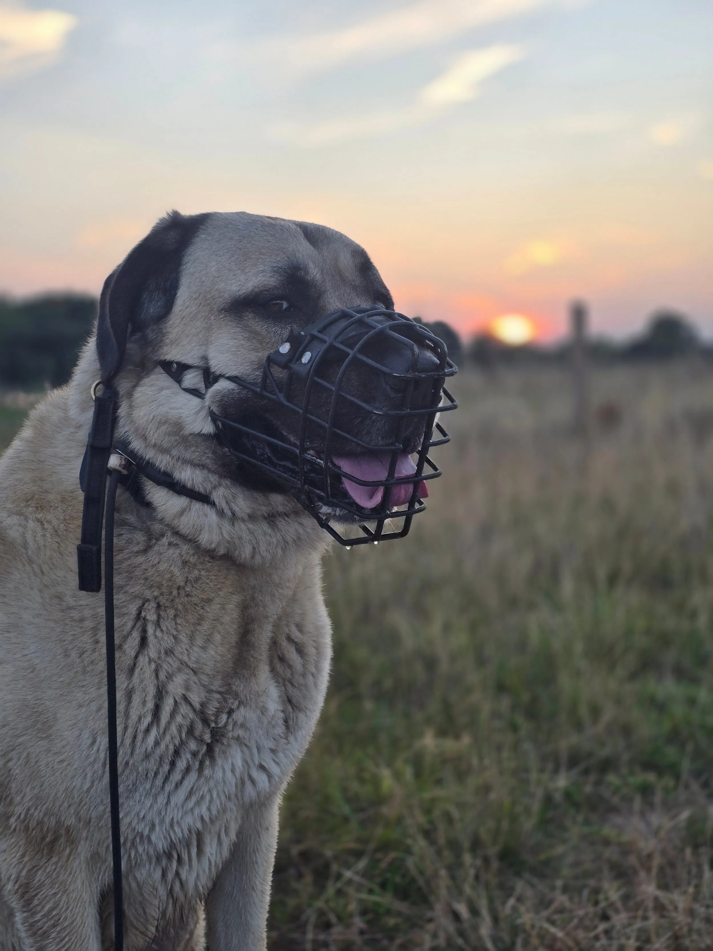 Aslan at sunset wearing a muzzle at Stour Valley Nature Reserve