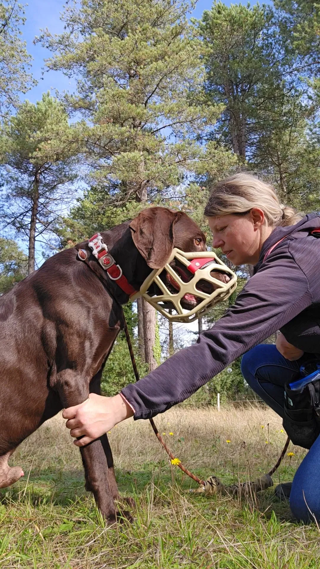 Dog assessment session in Bournemouth