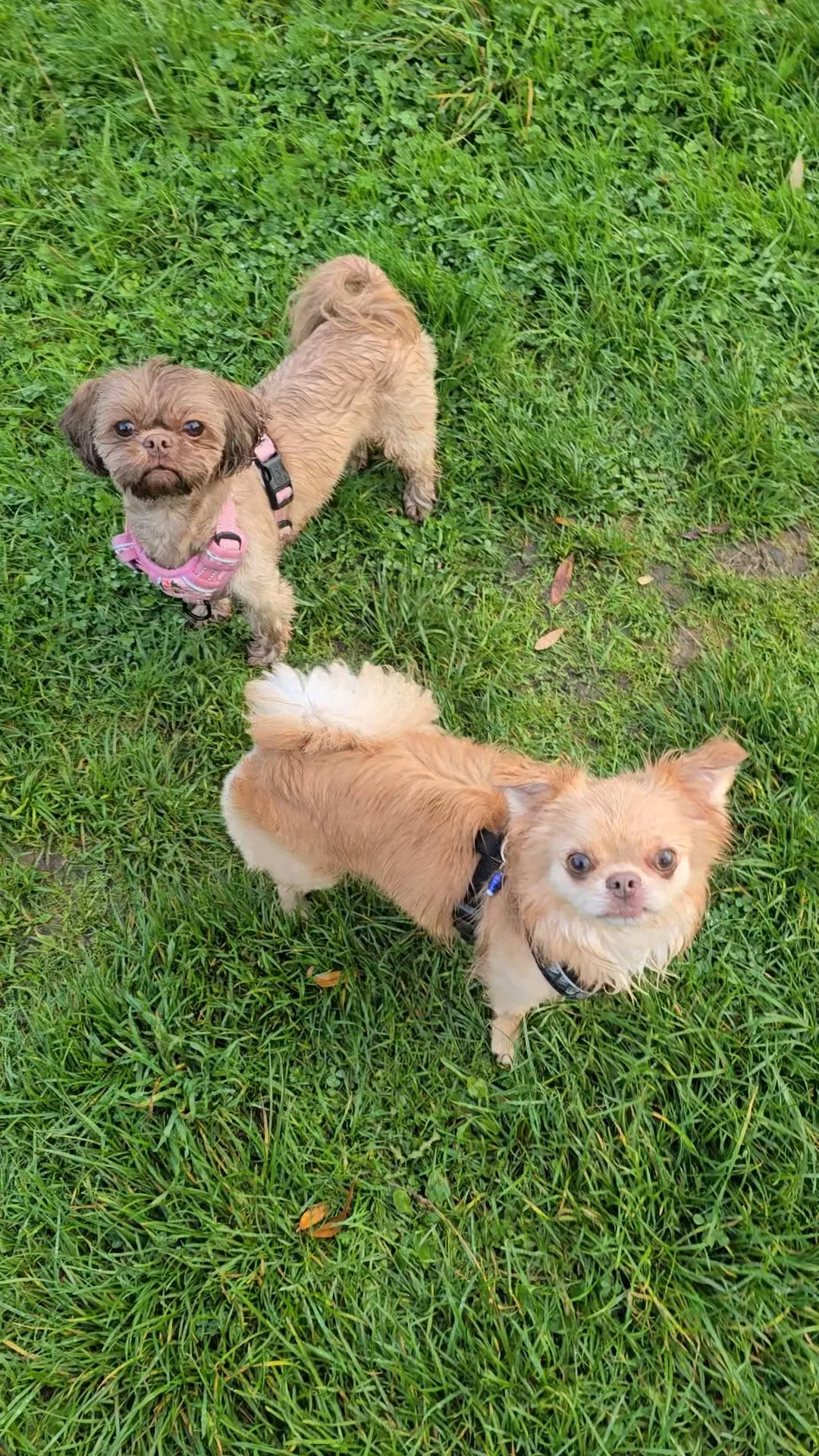 One-to-one dog assessment session in Bournemouth