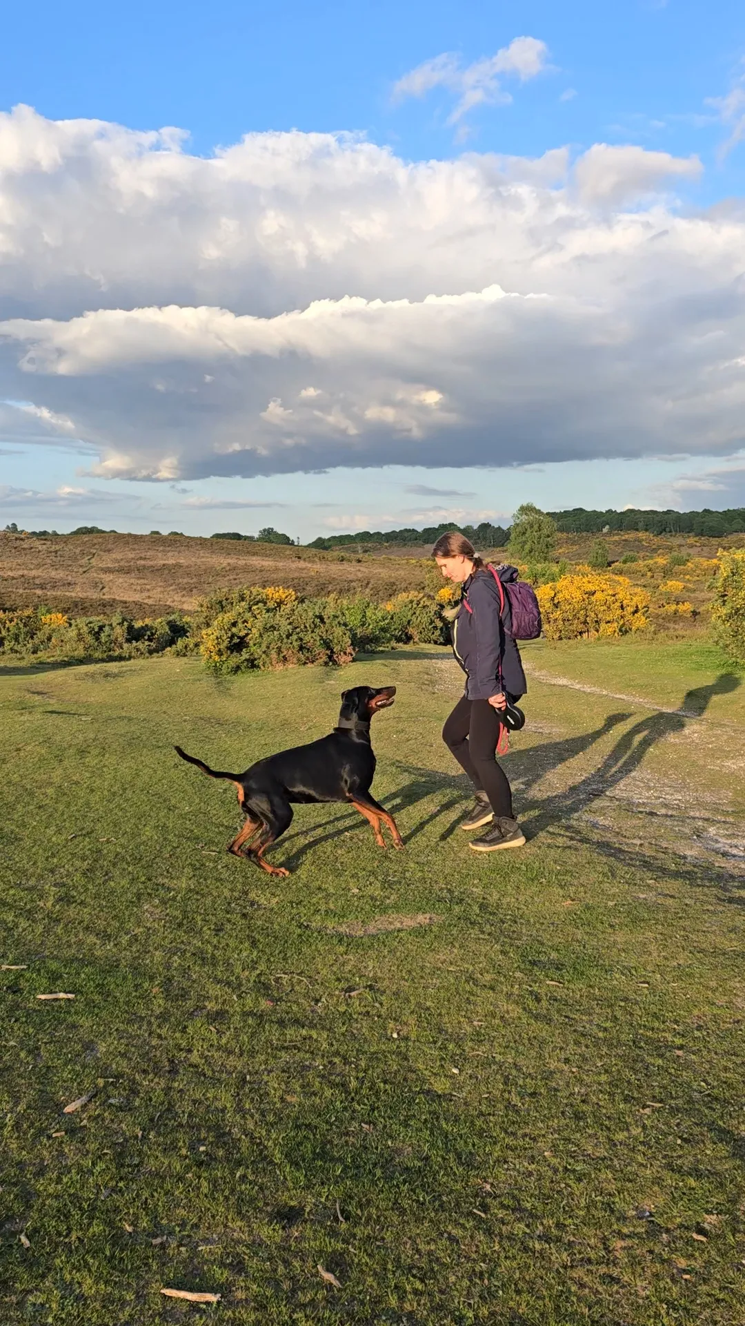 Dog behaviour assessment in New Forest