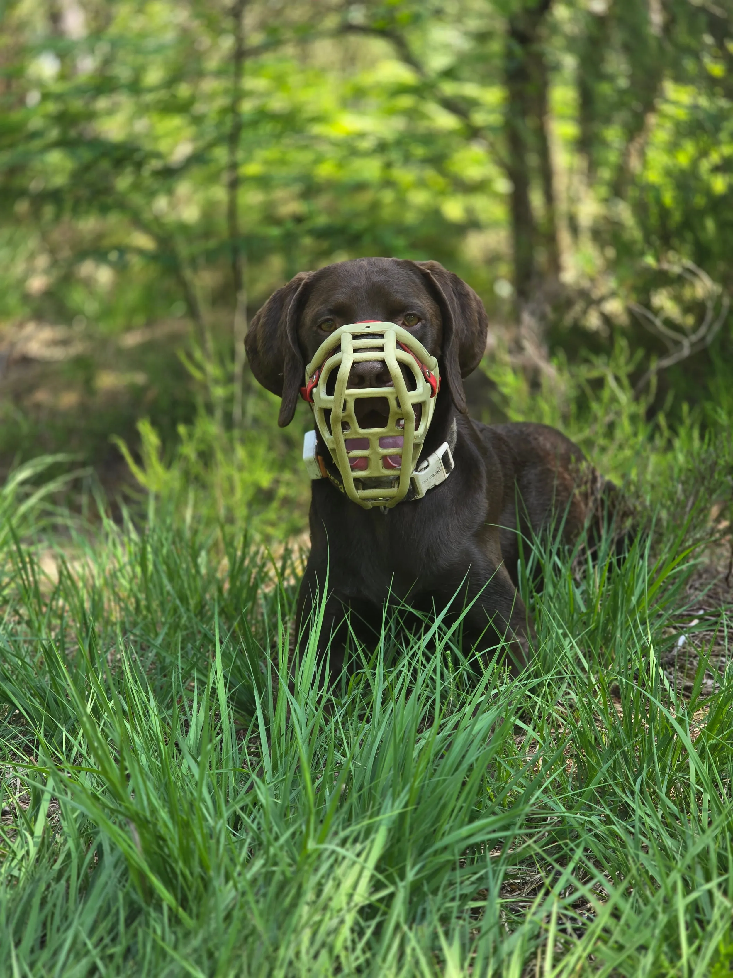 Harley the Labrador cross Vizsla