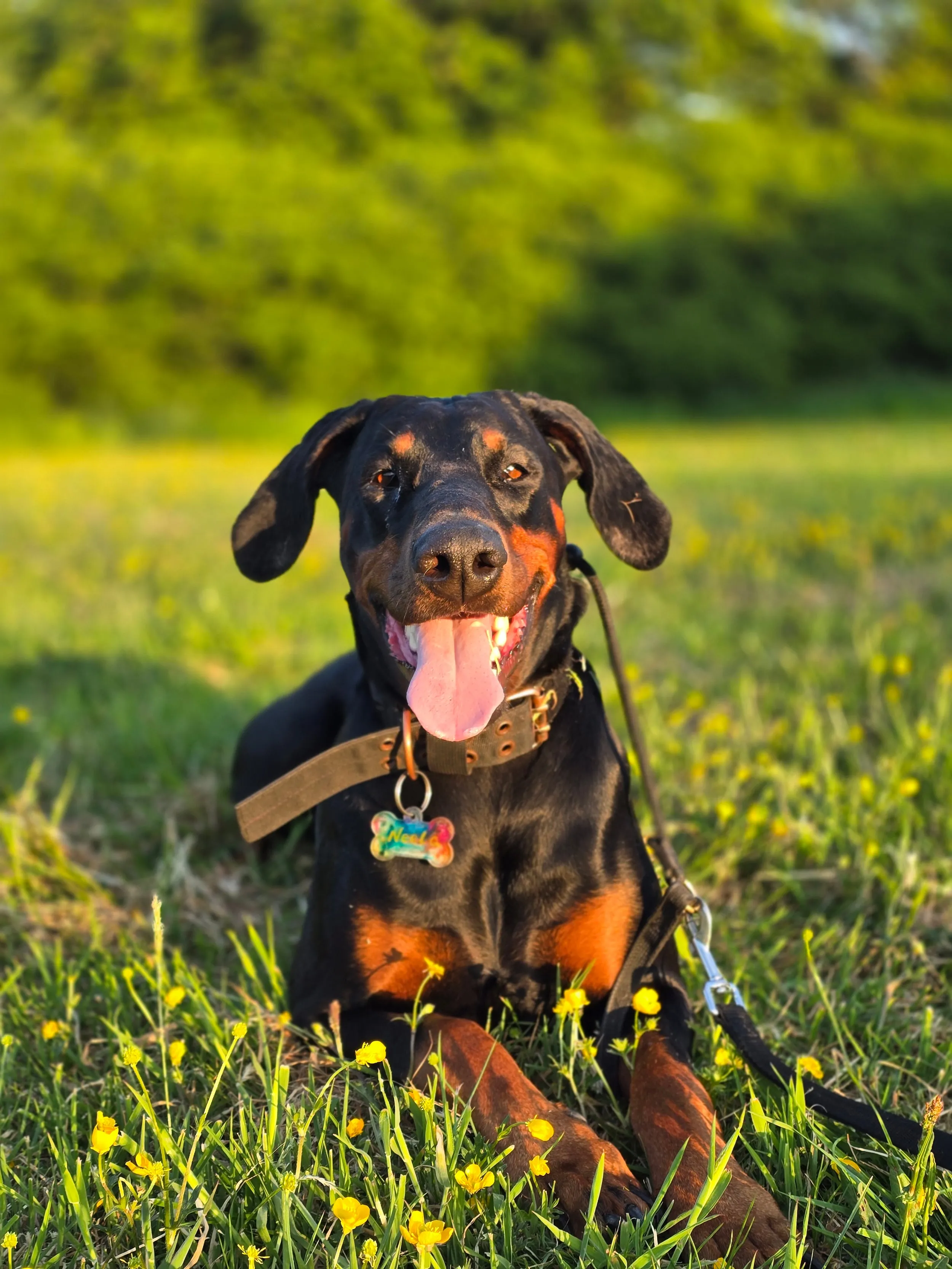 Neela Doberman in Bournemouth