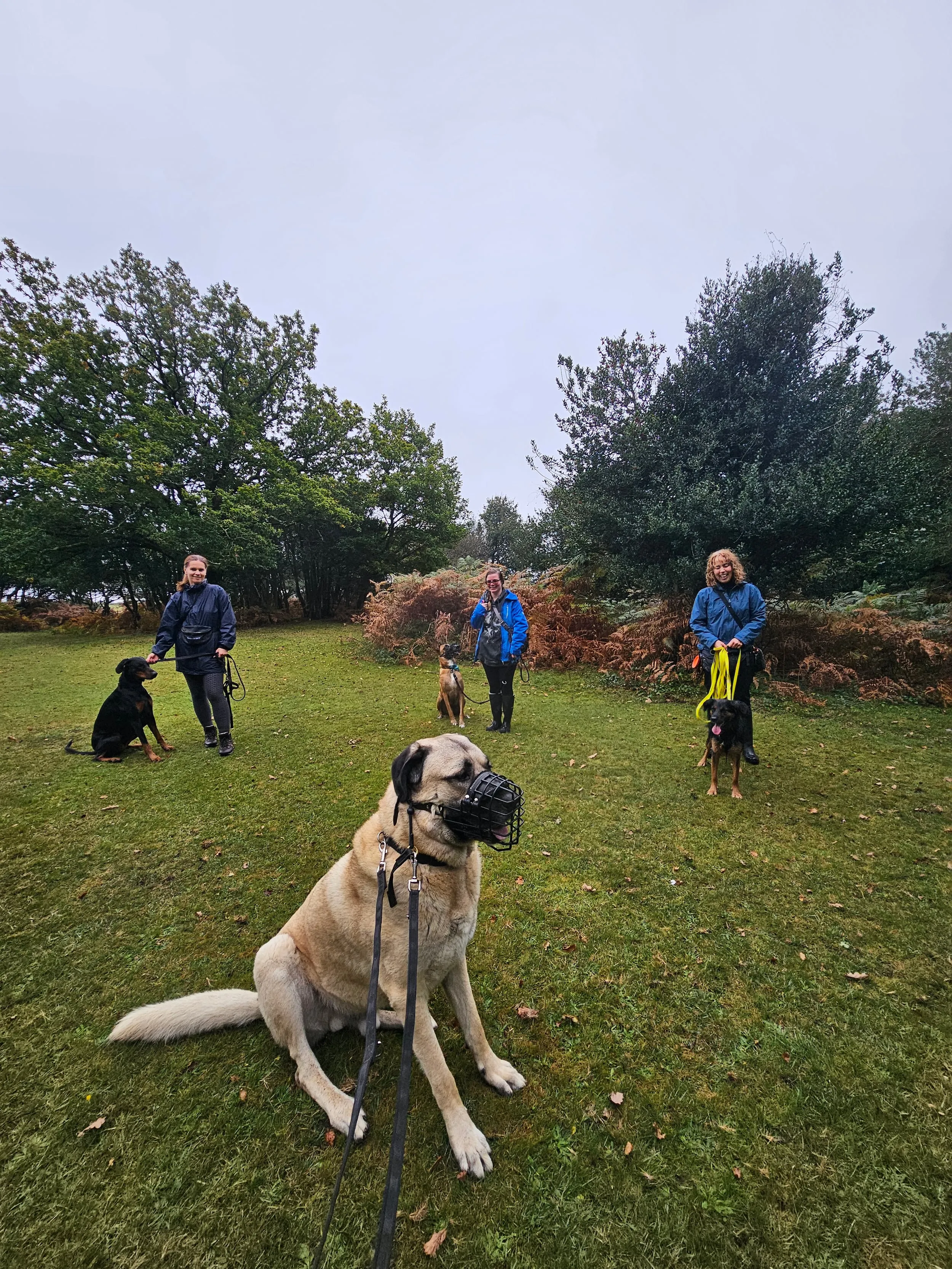 Neutral walk at Fritham