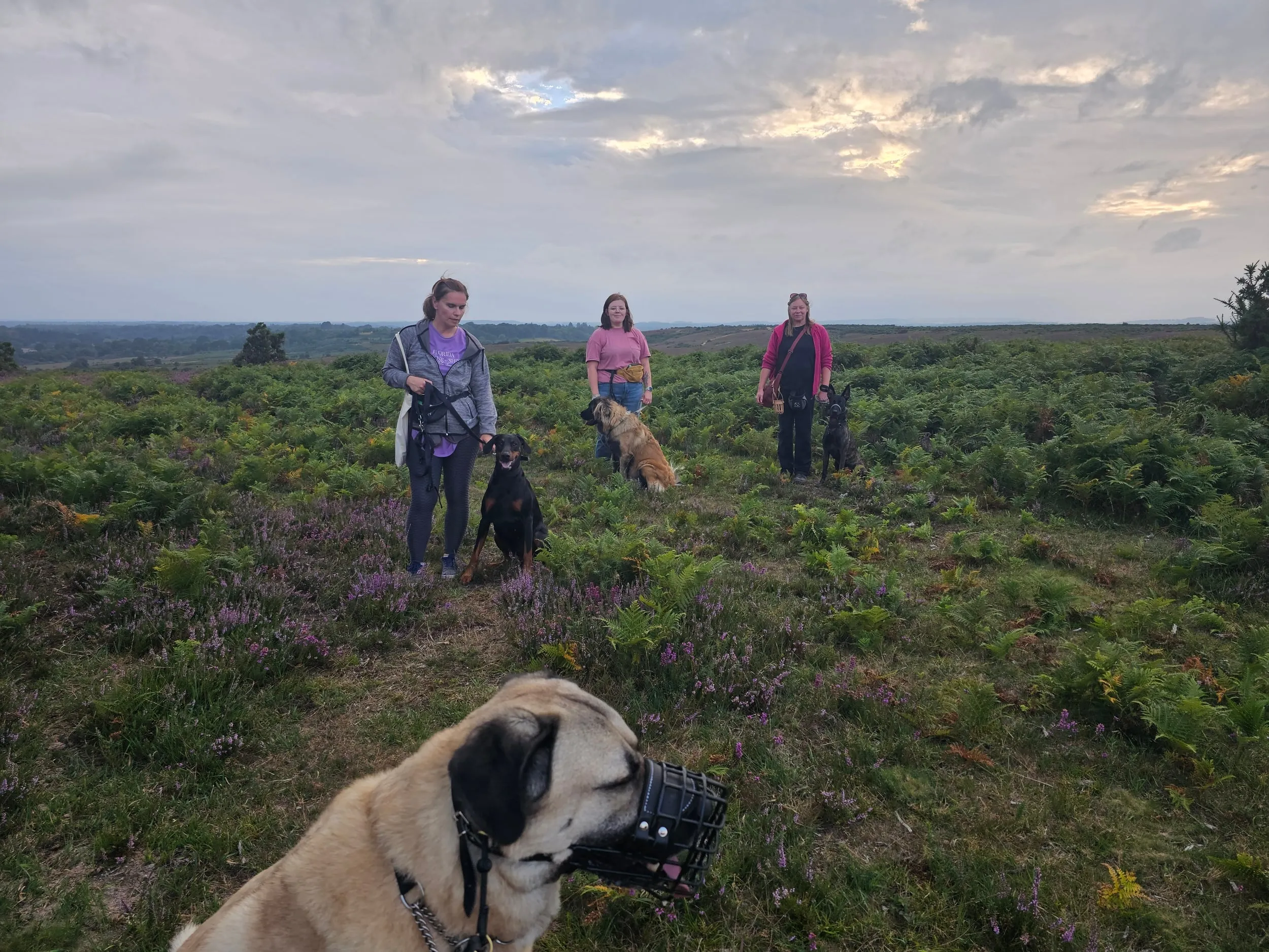 Neutral walk group walking on lead through Fritham in the New Forest