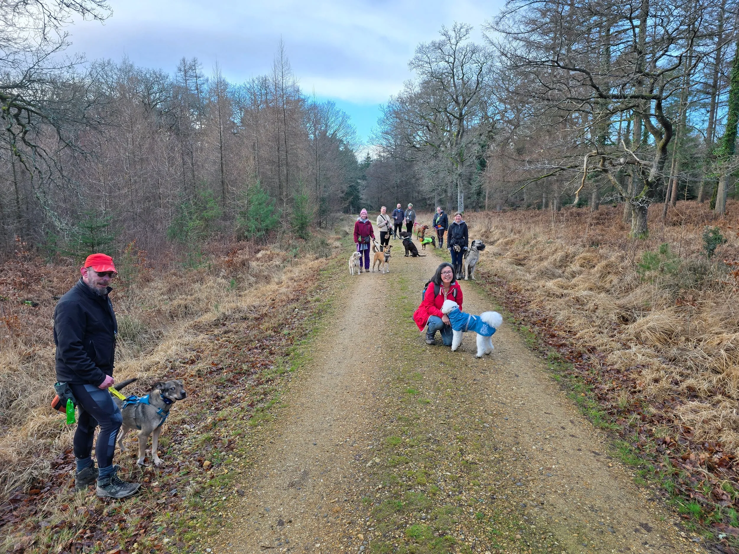 Neutral walk in the New Forest