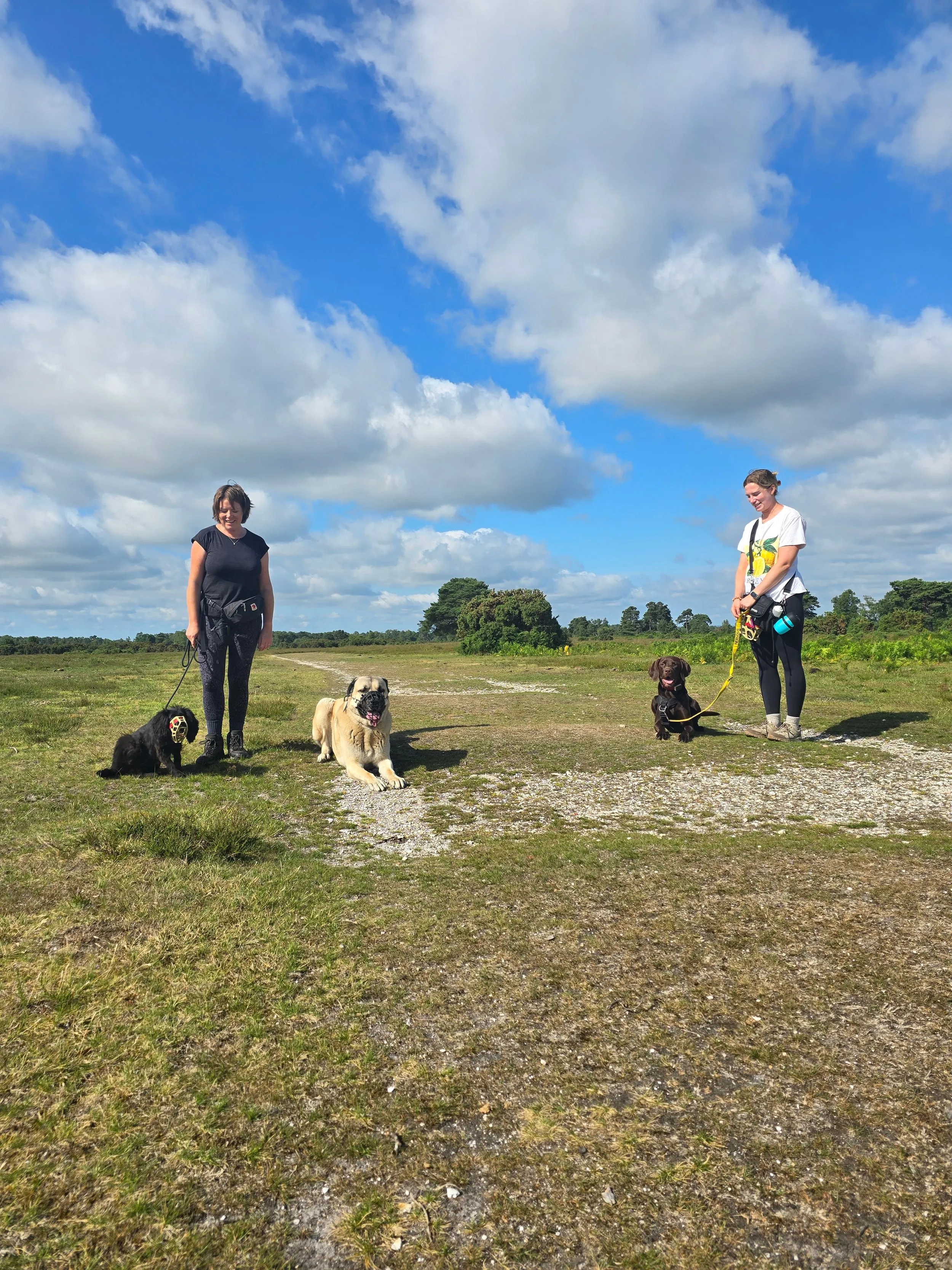 Neutral walk in the New Forest