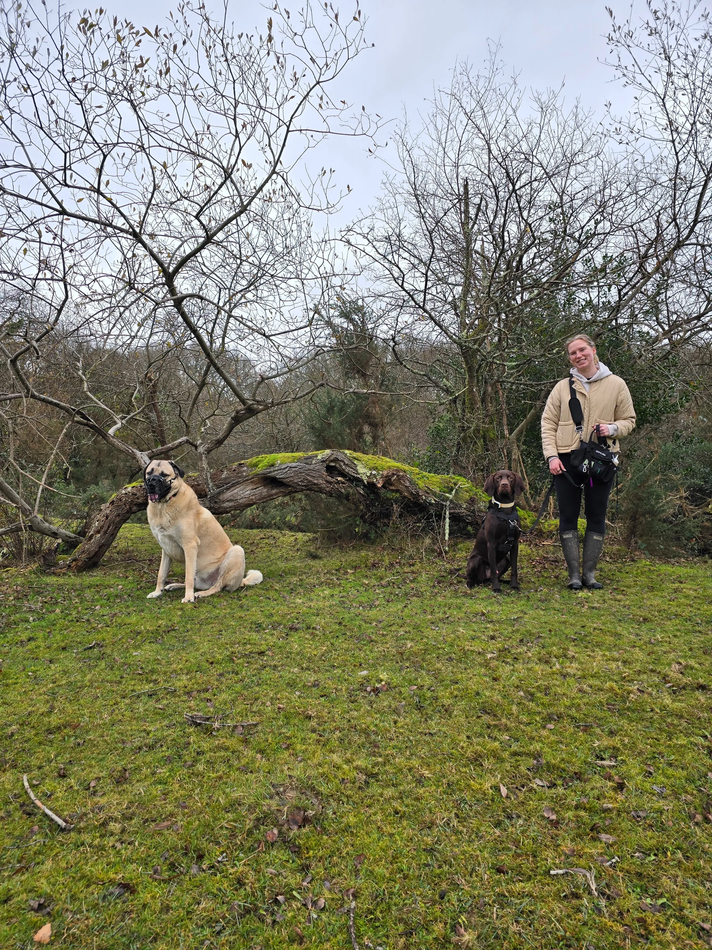 Neutral walk in the New Forest