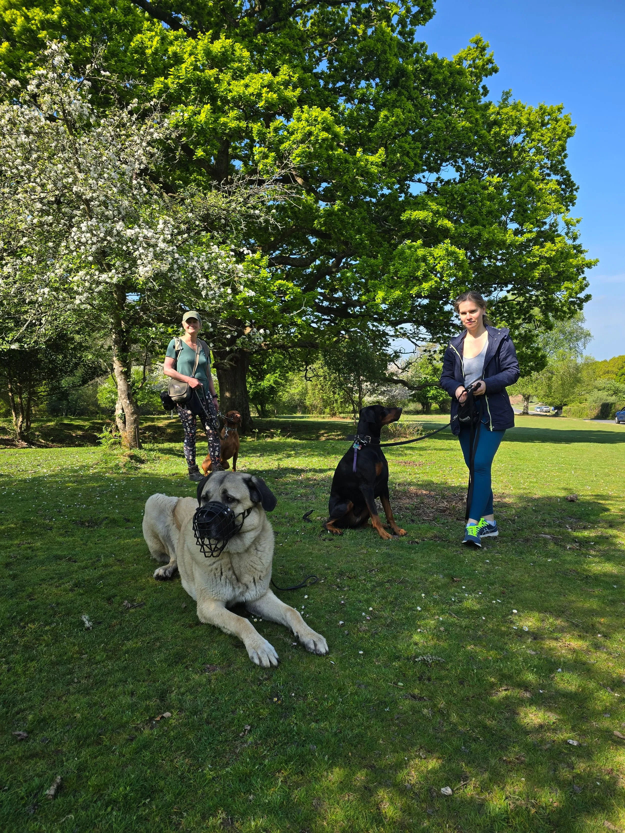 Neutral walk in the New Forest