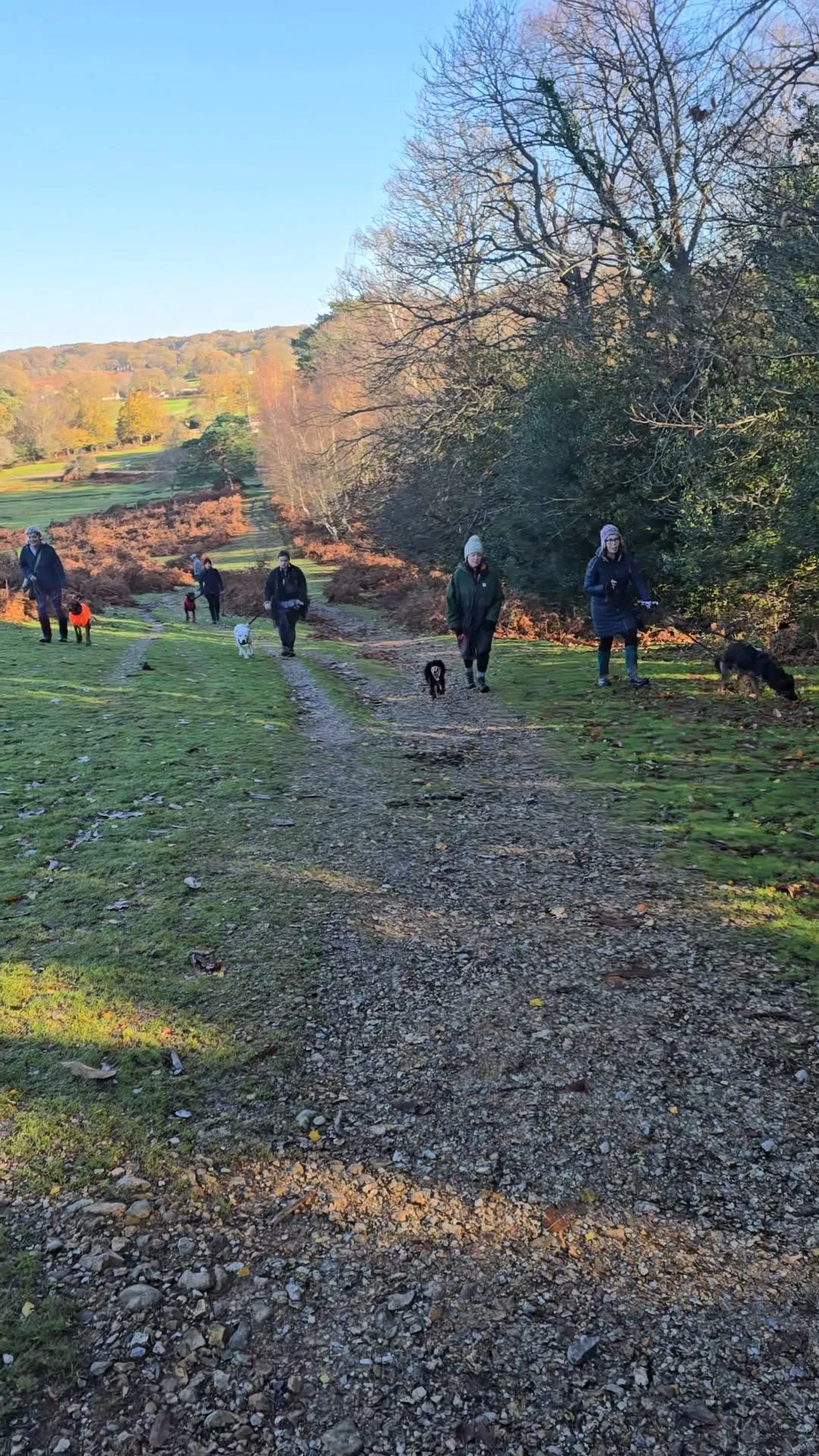 Neutral walk group in the New Forest