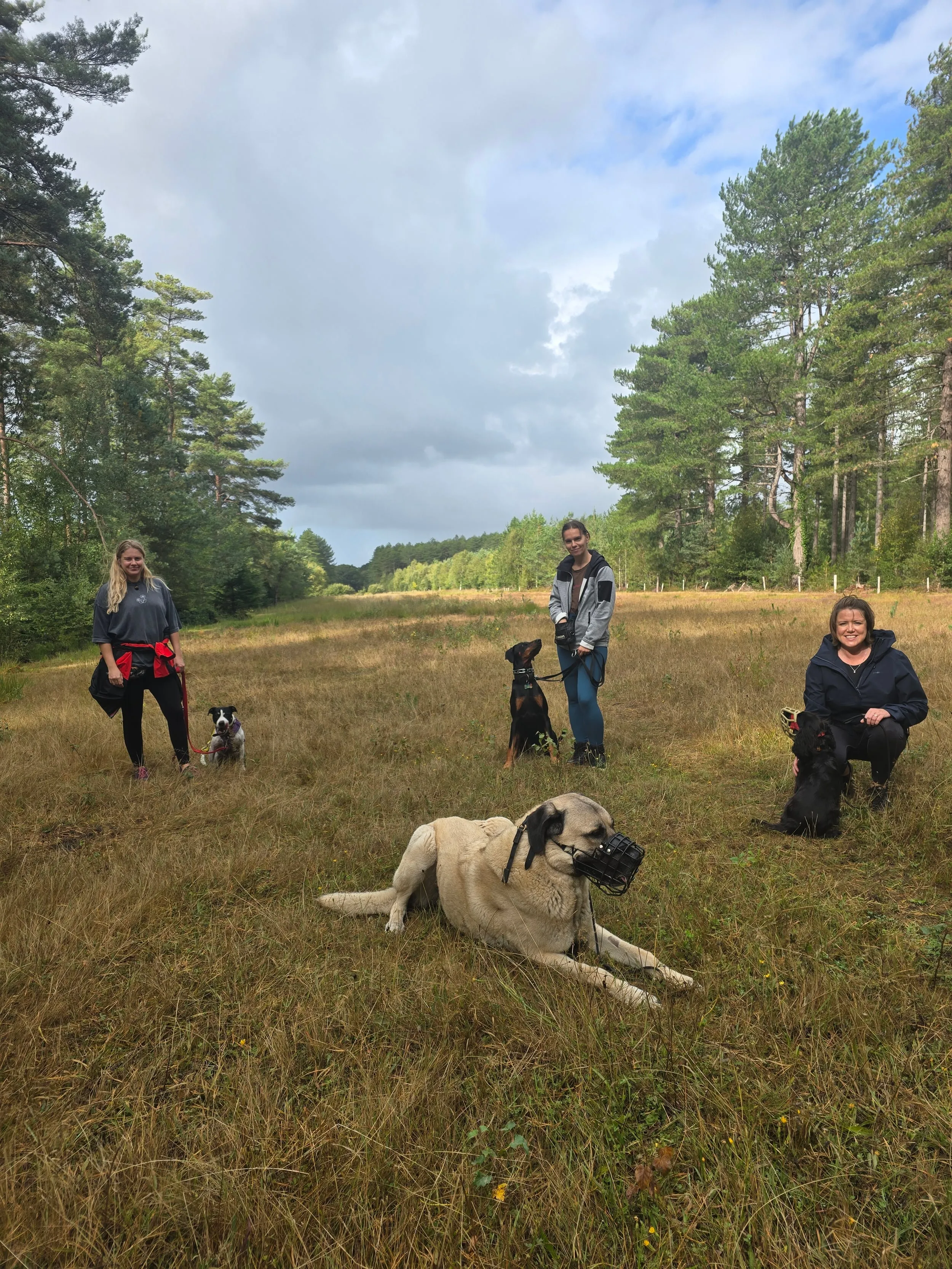 Neutral walk at Matchams Lane Forest