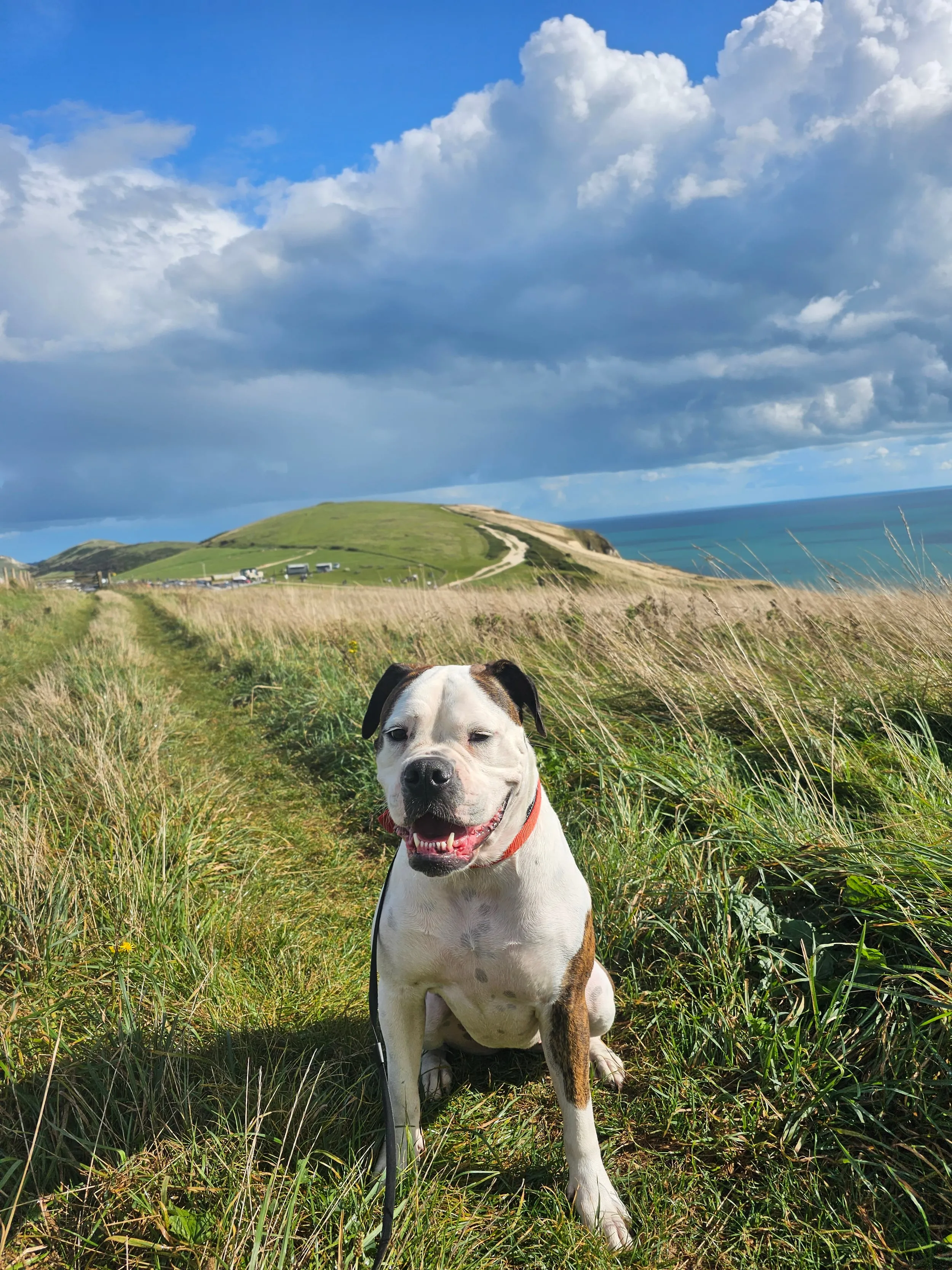 Pandora the Bulldog cross on a walk in Dorset