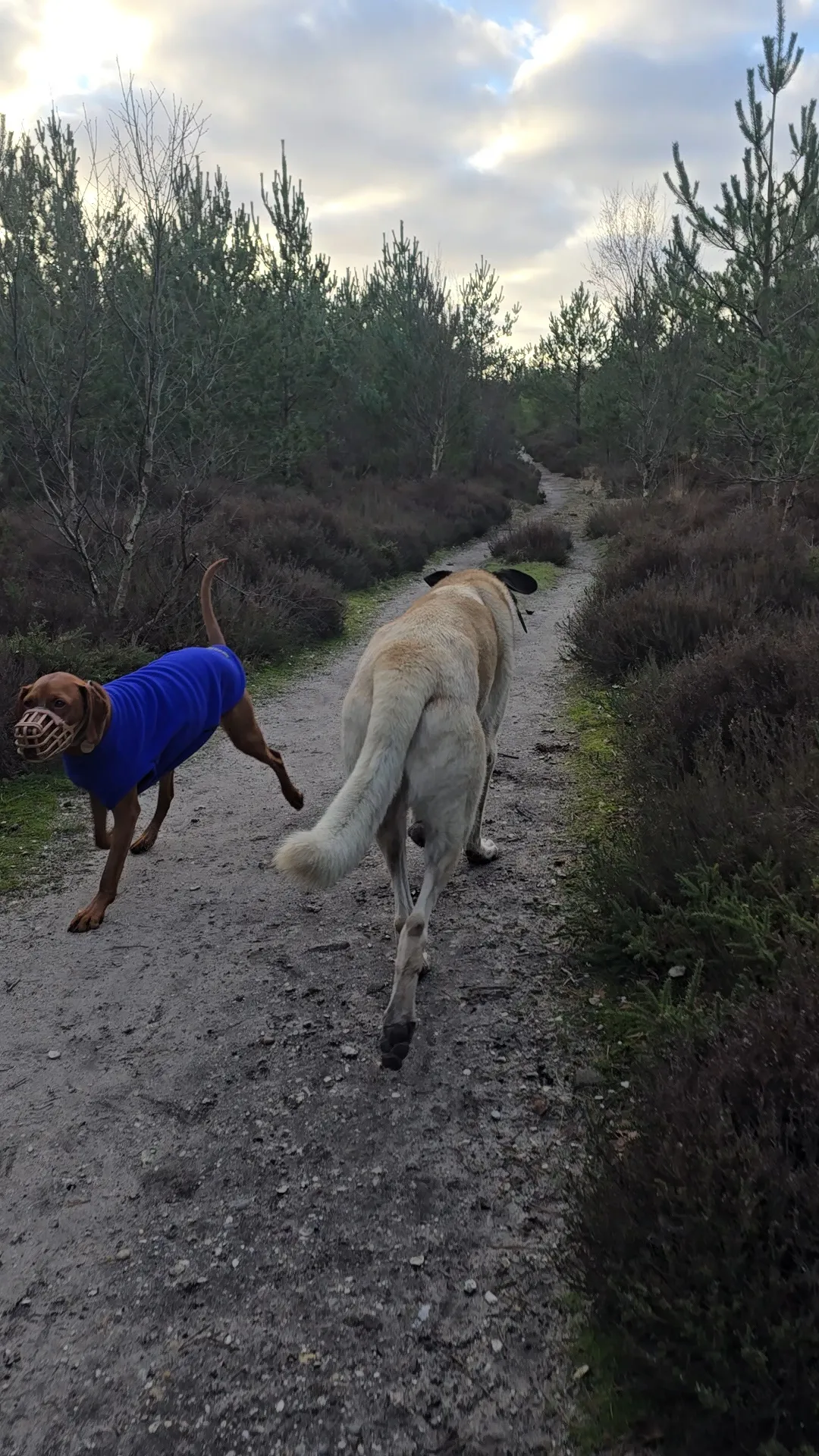 Social walk in Bournemouth
