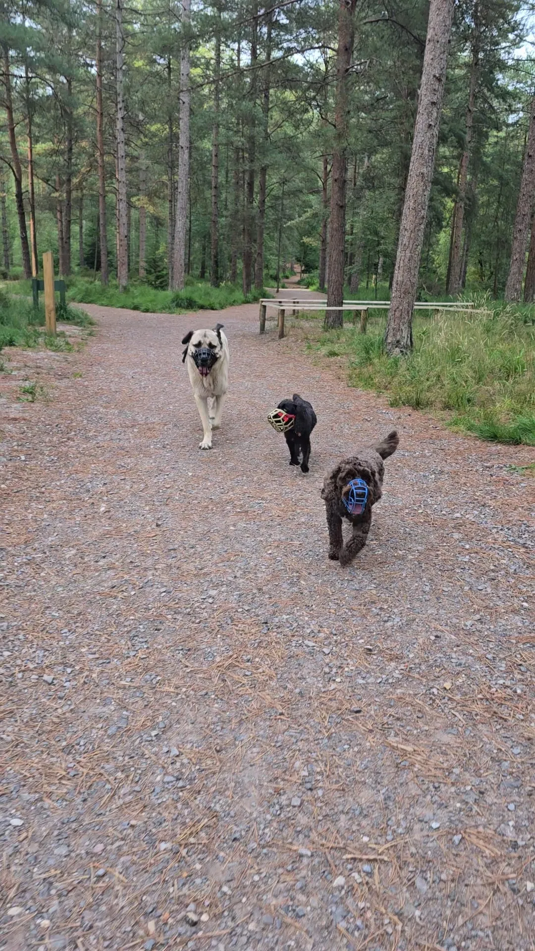 Dogs enjoying an off-lead social walk at Moors Valley
