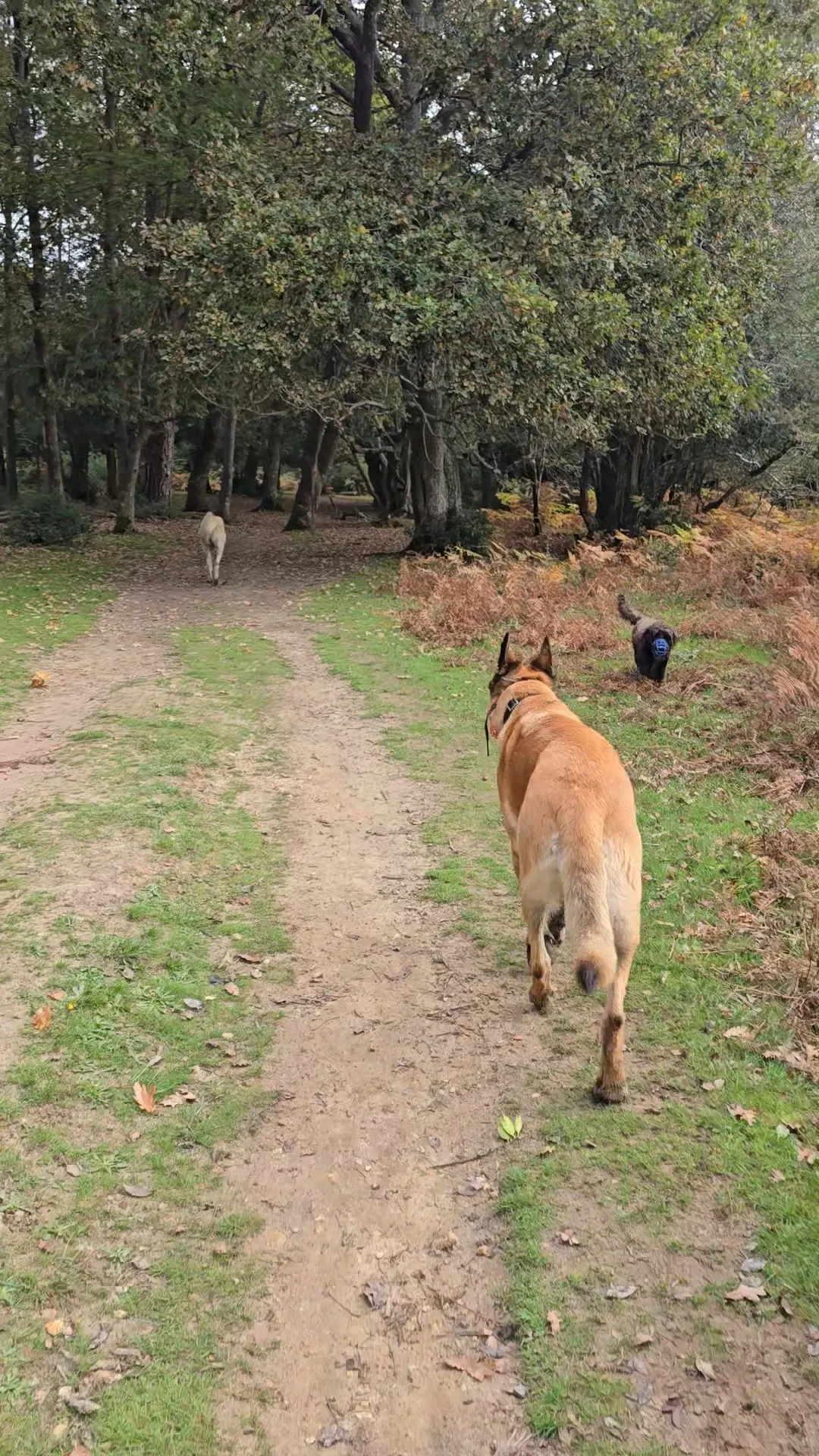 Social walk in the New Forest