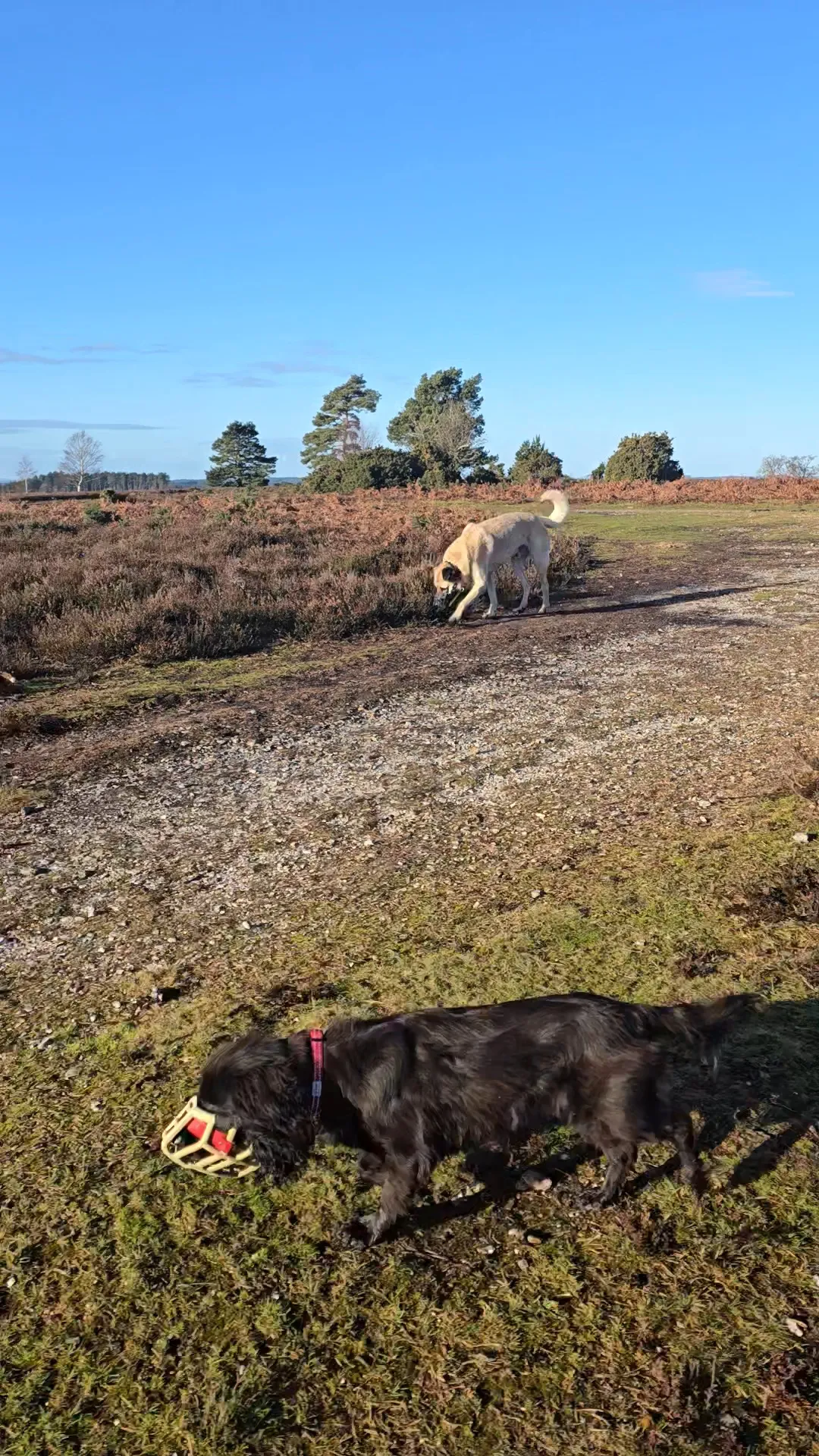 Social walk in the New Forest