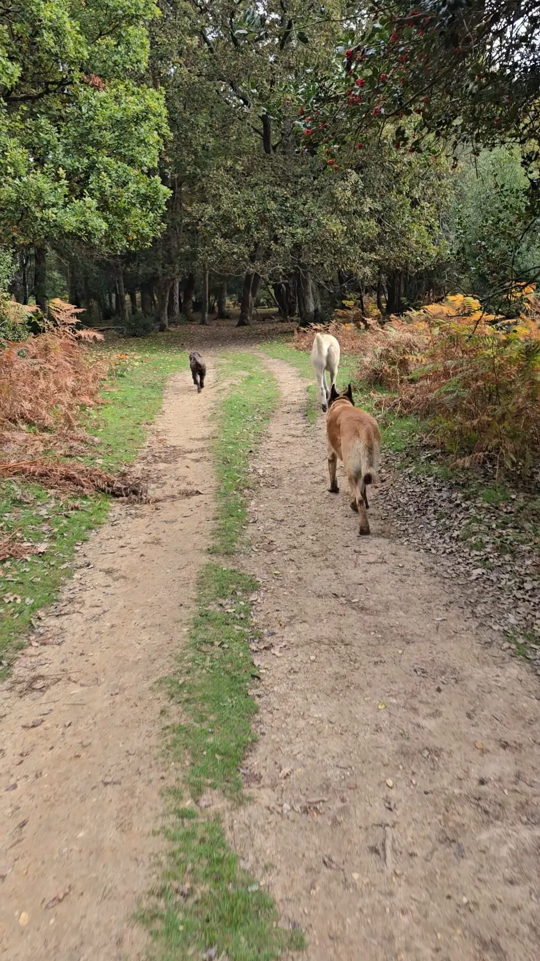Social walk in the New Forest